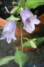 Japanische Glockenblume ,Rubriflora,.webp