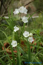 Pfirsichblättrige Glockenblume weiß.webp