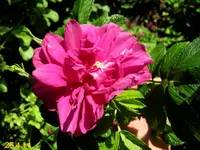 IMG_2531-001.webp