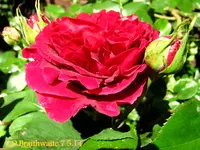 IMG_2602-001.webp