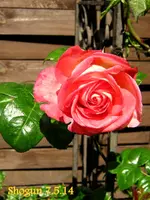 IMG_2606-001.webp