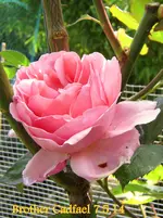 IMG_2614-001.webp