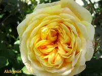 IMG_2625-001.webp