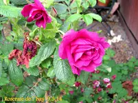 IMG_2630-001.webp