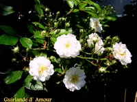 IMG_2674-001.webp