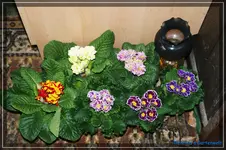 comp_DSC02649.webp
