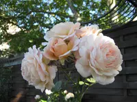 IMG_2792.webp