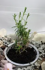 phlox.webp