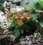 unbekannt_2.webp