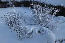 DSCF9947.webp