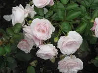 Bild 680.webp