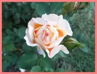 036.webp