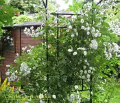 IMG_1296-001.webp