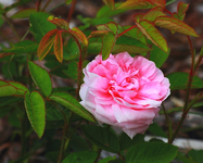 Wildrose_centifoliamuscosa_pink3_640.webp