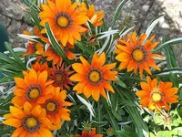 003.webp