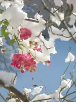 Winterrose.webp