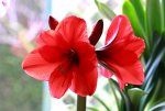 Amaryllis_rot_2 grosse Blüten_2 grosse Knospen_640.JPG