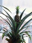 Ananas_Pflanze2_600.JPG