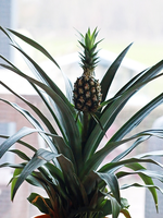 Ananas_Pflanze2_600.webp