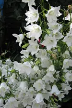 IMG_1302-001.webp