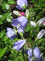 IMG_1237-001.webp