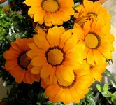 IMG_1137.webp