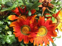 IMG_1138-001.webp
