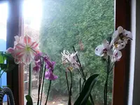 orchideen1.webp