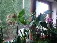 orchideen2.webp