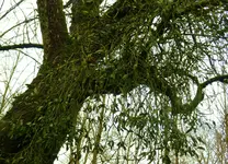 Mistel auf Apfel.webp