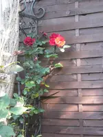 IMG_2801-001.webp