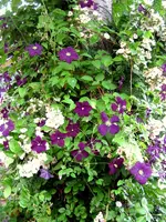 IMG_2906-001.webp