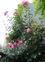 IMG_3023.webp