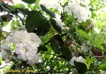IMG_3541-001.webp