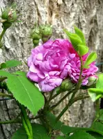 IMG_2640-002.webp