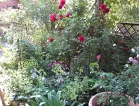 IMG_2943.webp