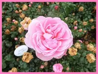 174.webp