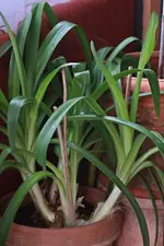 Agapanthus_blau_640_mini.webp