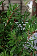 australischer Zylinderputzer_640_mini.webp