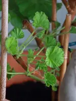 Geranie_Austrieb2_640_mini.webp