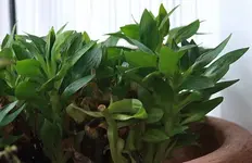 Inkalilie_640_mini.webp