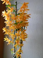 DSCN6922.webp