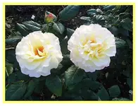 089.webp