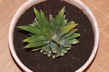 Ananas2_600.webp