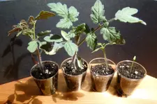 Gartenperle.webp