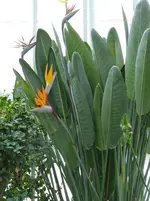 Paradiesvogelblume.webp