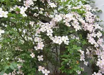 IMG_2444-001.webp