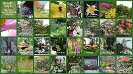 Januar 2015 Pflanzengemeinschaft (1).webp