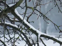Kis heschnee.webp