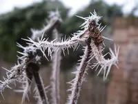 IMGP7217.webp